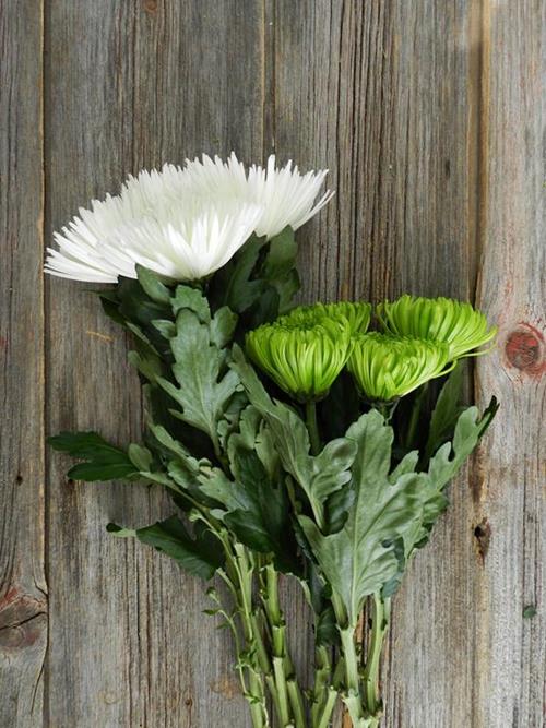 ANASTASIA- 80 WHITE & 80 GREEN  MIXED DISBUDS/MUMS